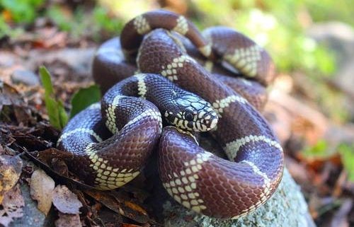 5 Loài rắn cảnh dễ nuôi nhất, bản tính hiền lành