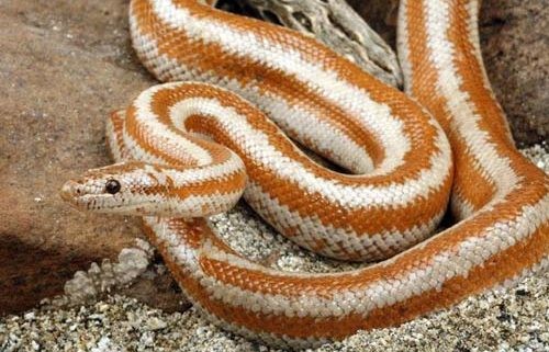 5 Loài rắn cảnh dễ nuôi nhất, bản tính hiền lành